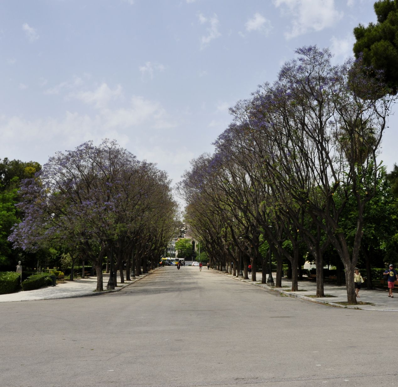 Image of Jacaranda mimosifolia specimen.
