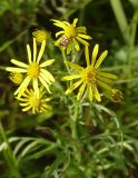 Senecio erucifolius