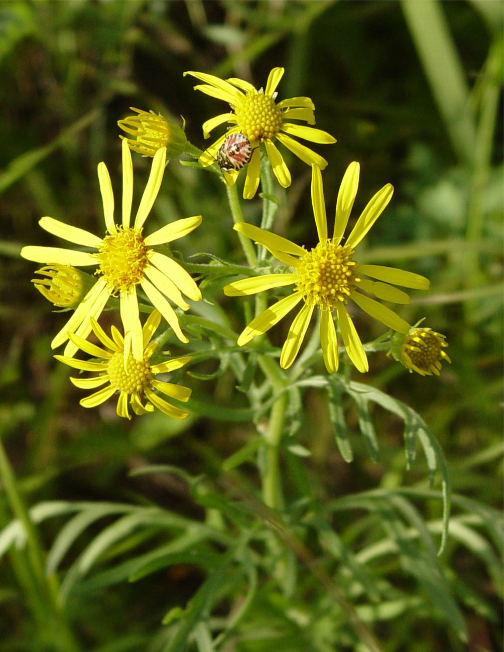 Изображение особи Senecio erucifolius.