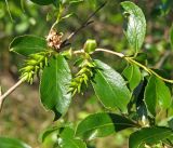 Salix pseudopentandra. Побег с соплодиями. Магаданская обл., окр. г. Магадан, нижнее течение р. Магаданка, сырой луг в долине. 08.07.2016.