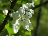 Malus sylvestris. Цветки. Чувашия, окр. г. Шумерля, урочище Паланская грива, сосновый лес. 21.05.2018.