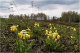 Primula macrocalyx. Цветущее растение. Красноярский край, окр. г. Красноярск, Емельяновский р-н. 28.05.2018.