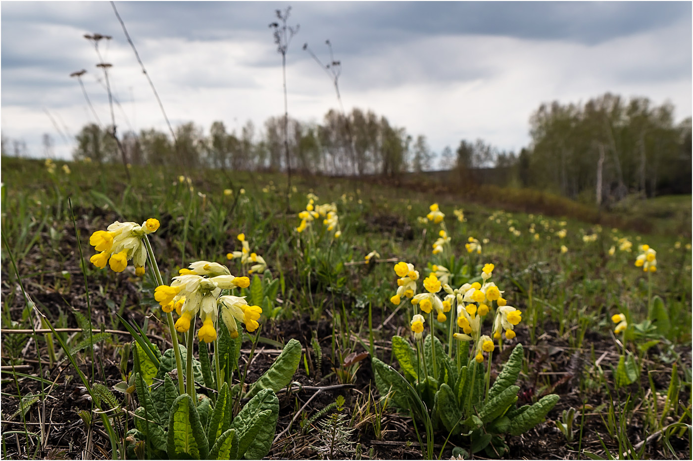 Изображение особи Primula macrocalyx.