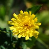 Hieracium robustum