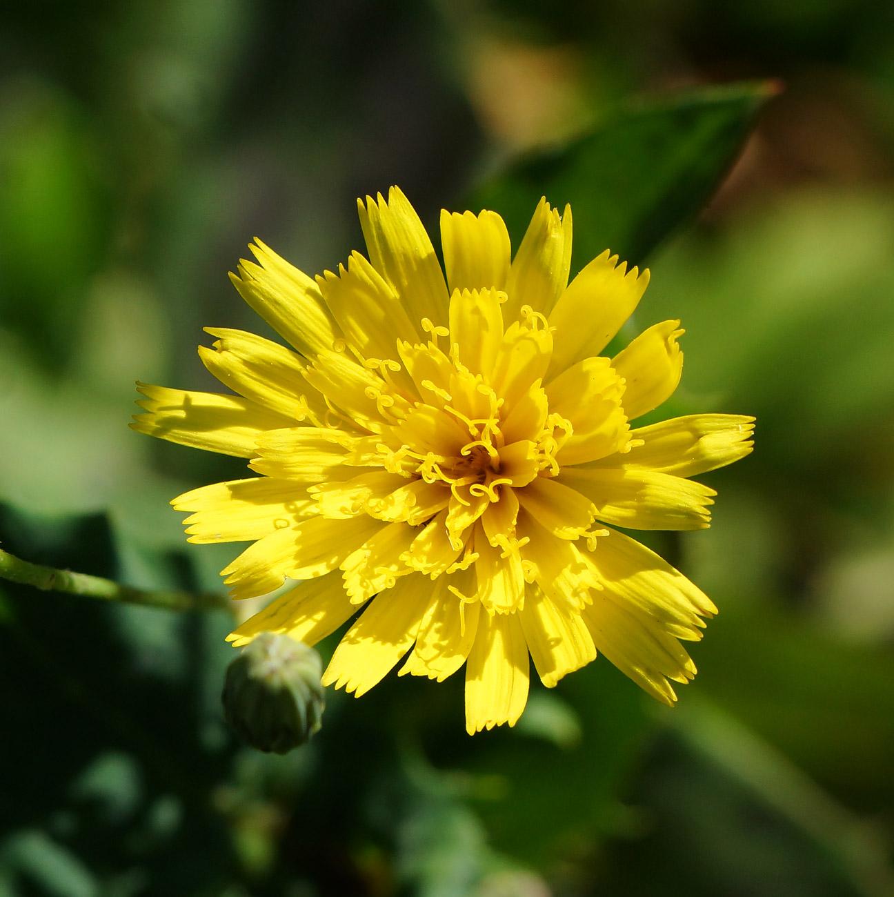 Изображение особи Hieracium robustum.