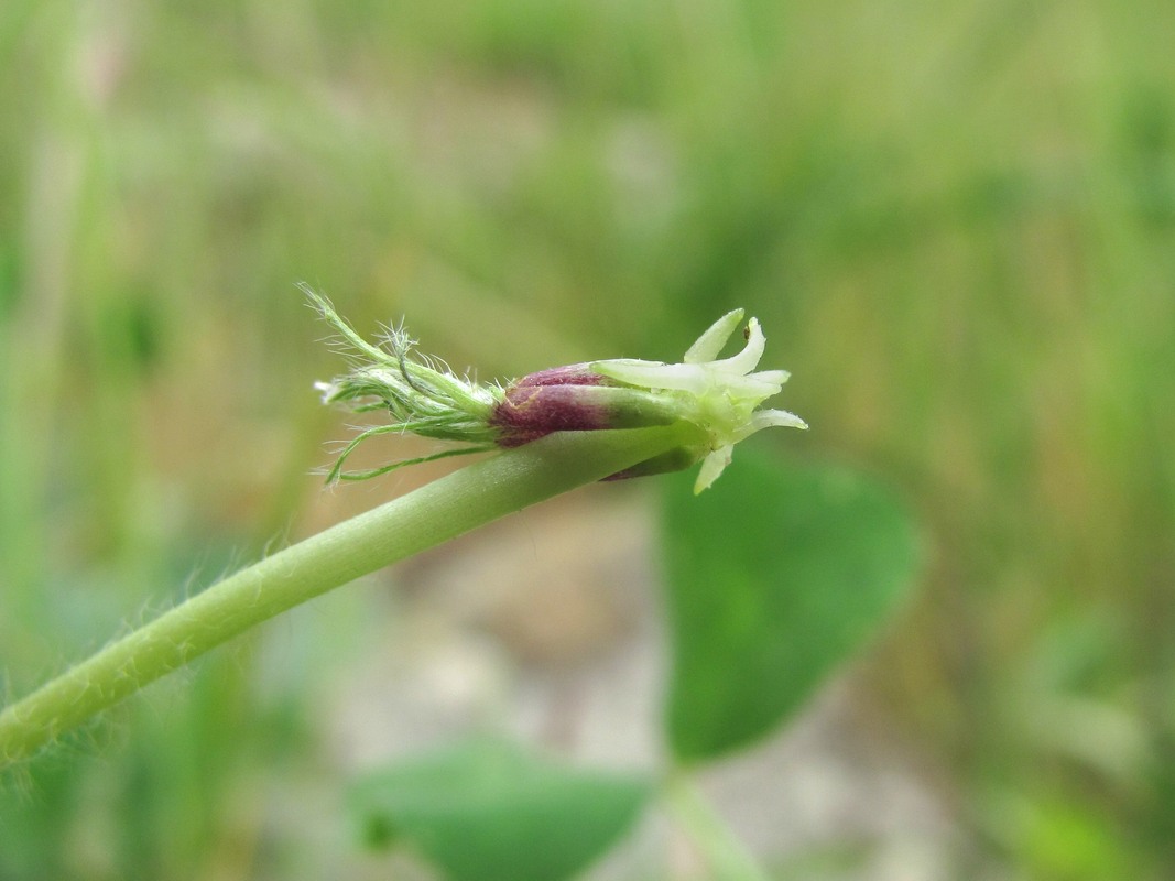 Изображение особи Trifolium subterraneum.