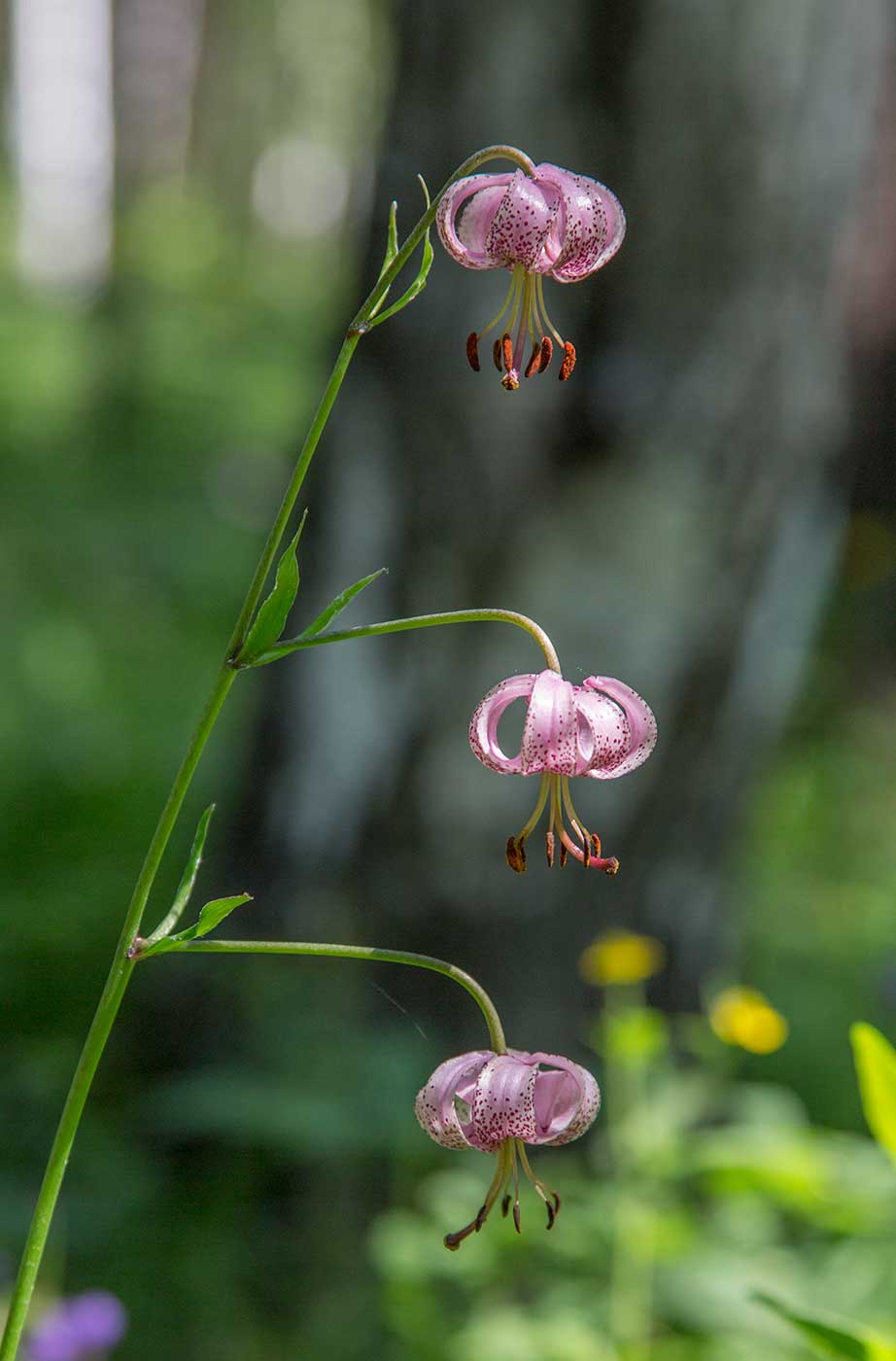 Image of Lilium pilosiusculum specimen.