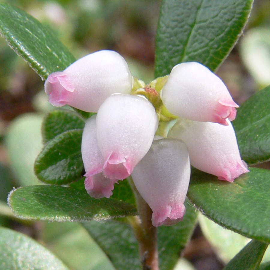 Изображение особи Arctostaphylos uva-ursi.