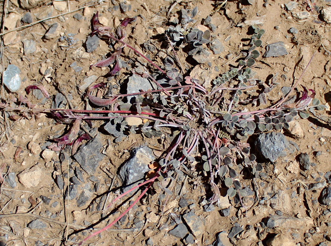 Изображение особи Astragalus submaculatus.