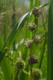 Sparganium microcarpum