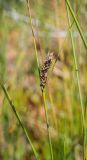 Carex lasiocarpa