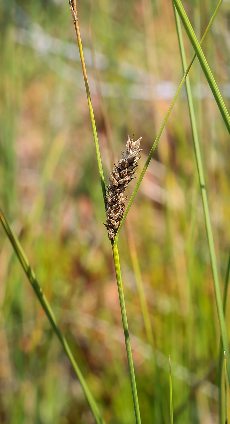 Изображение особи Carex lasiocarpa.