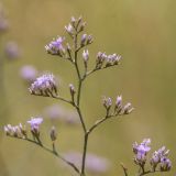 род Limonium