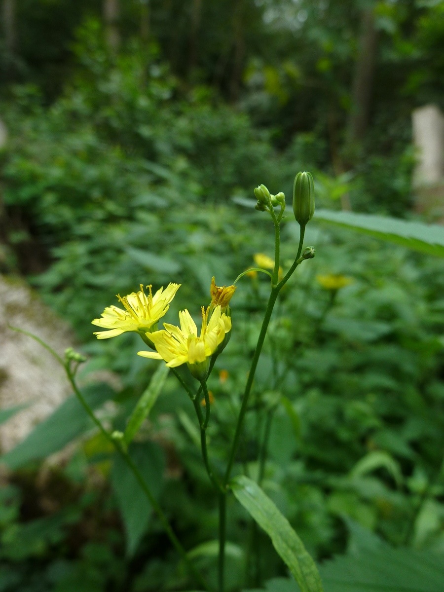 Image of Lapsana communis specimen.