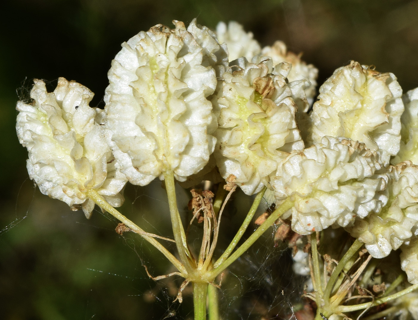 Image of Prangos pabularia specimen.