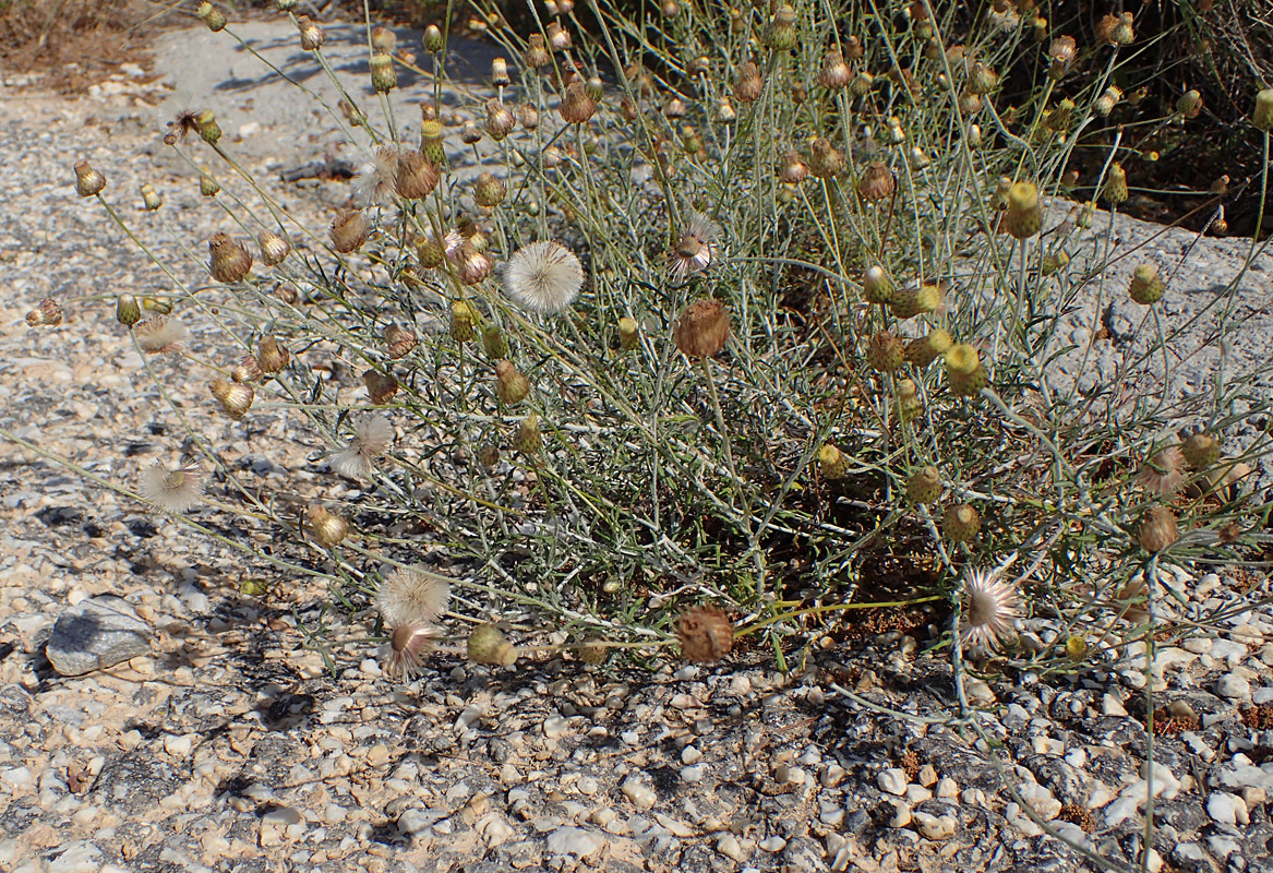 Image of Phagnalon rupestre ssp. graecum specimen.