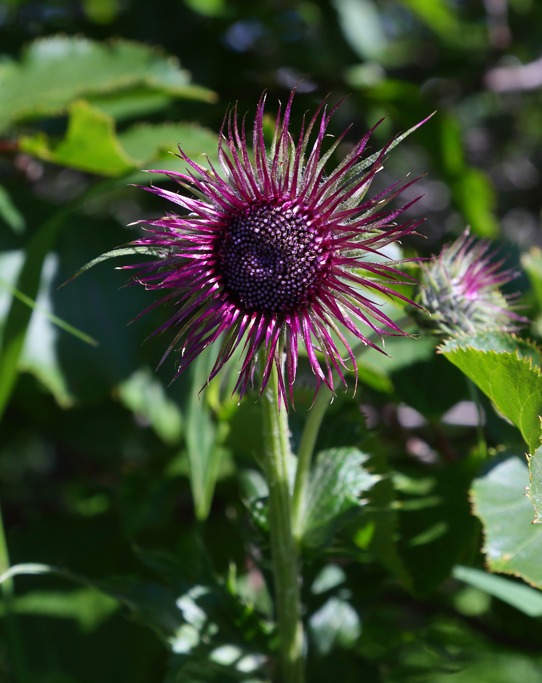 Image of Cirsium kamtschaticum specimen.