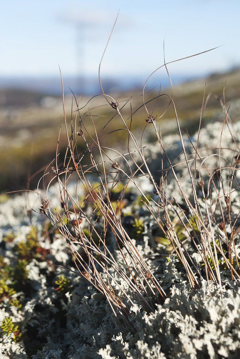 Изображение особи Juncus trifidus.