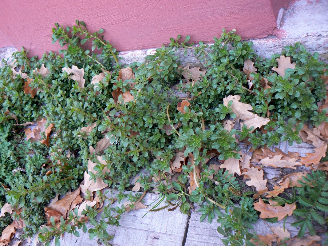 Изображение особи Amaranthus blitoides.