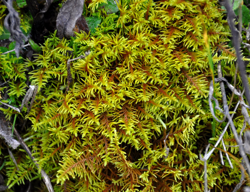 Изображение особи Abietinella abietina.