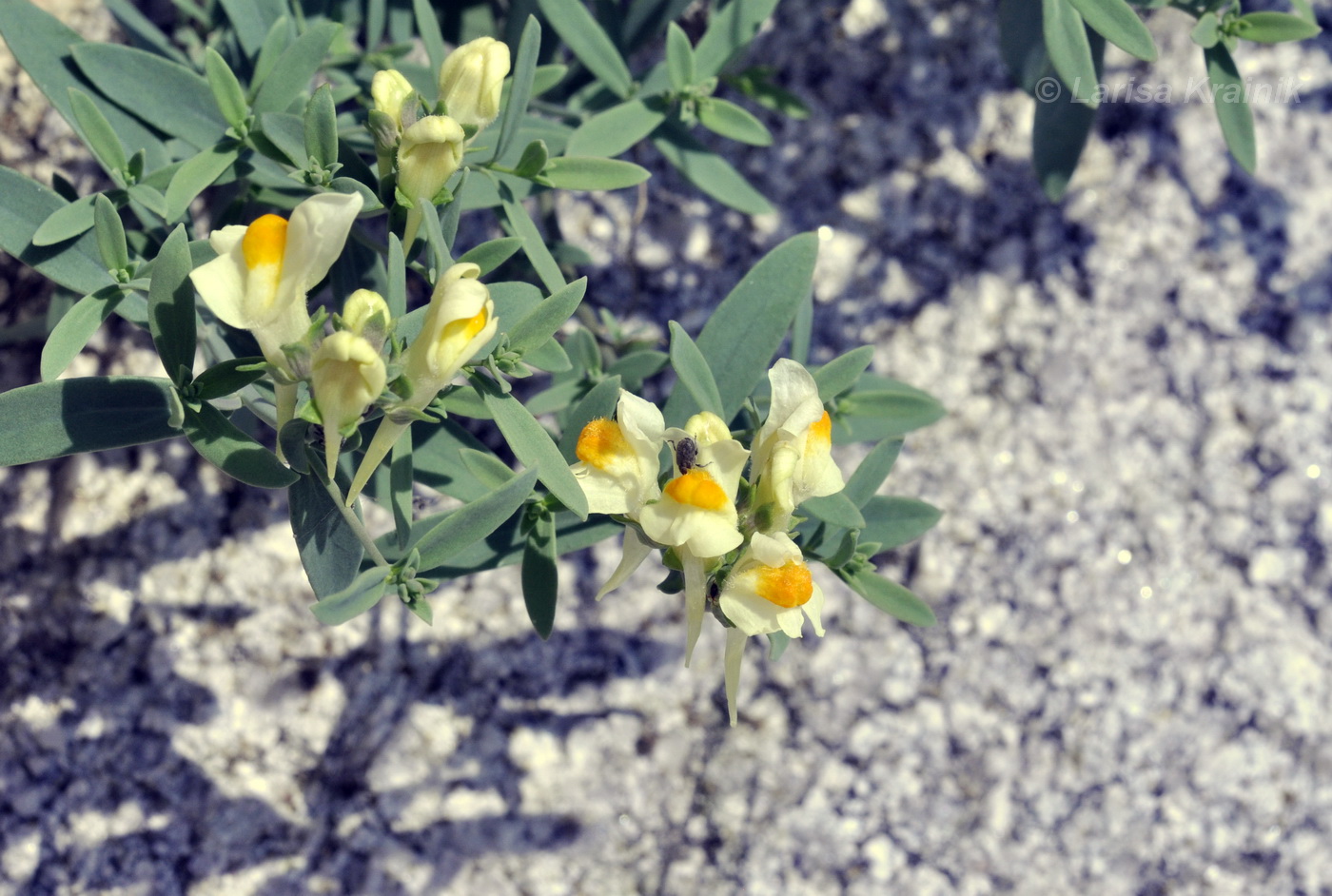 Изображение особи Linaria japonica.