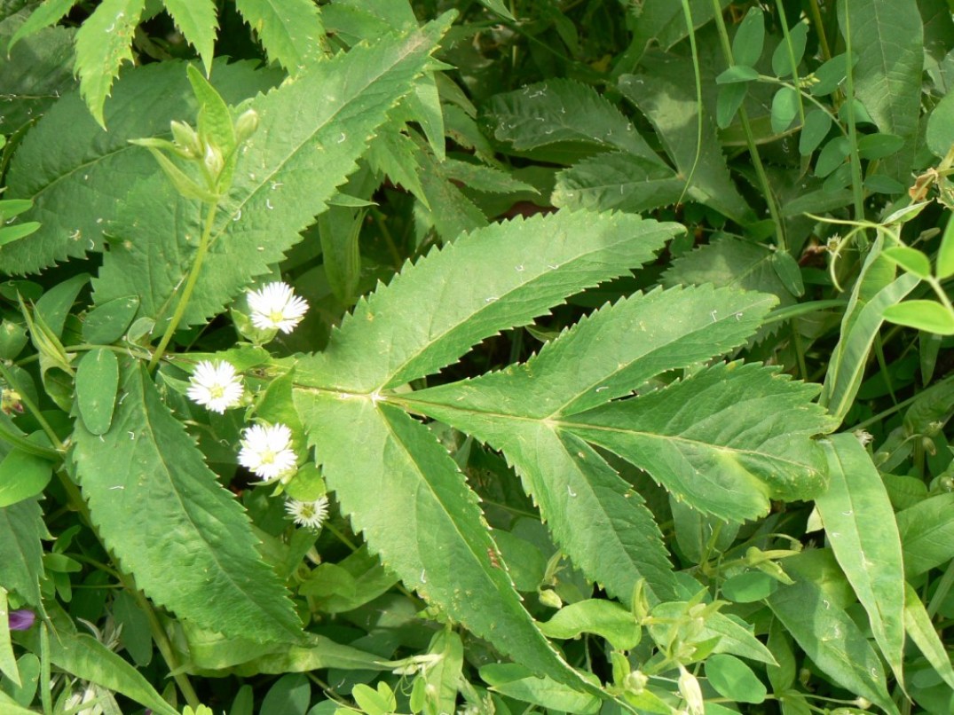 Image of Angelica dahurica specimen.