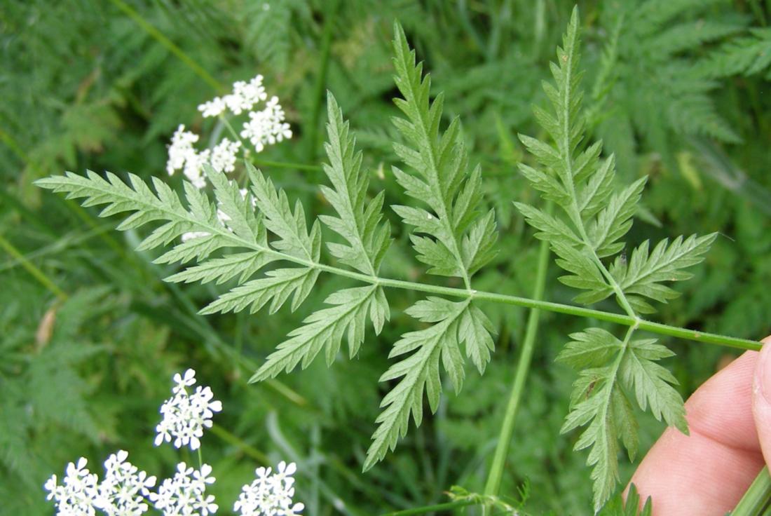 Изображение особи Anthriscus sylvestris.