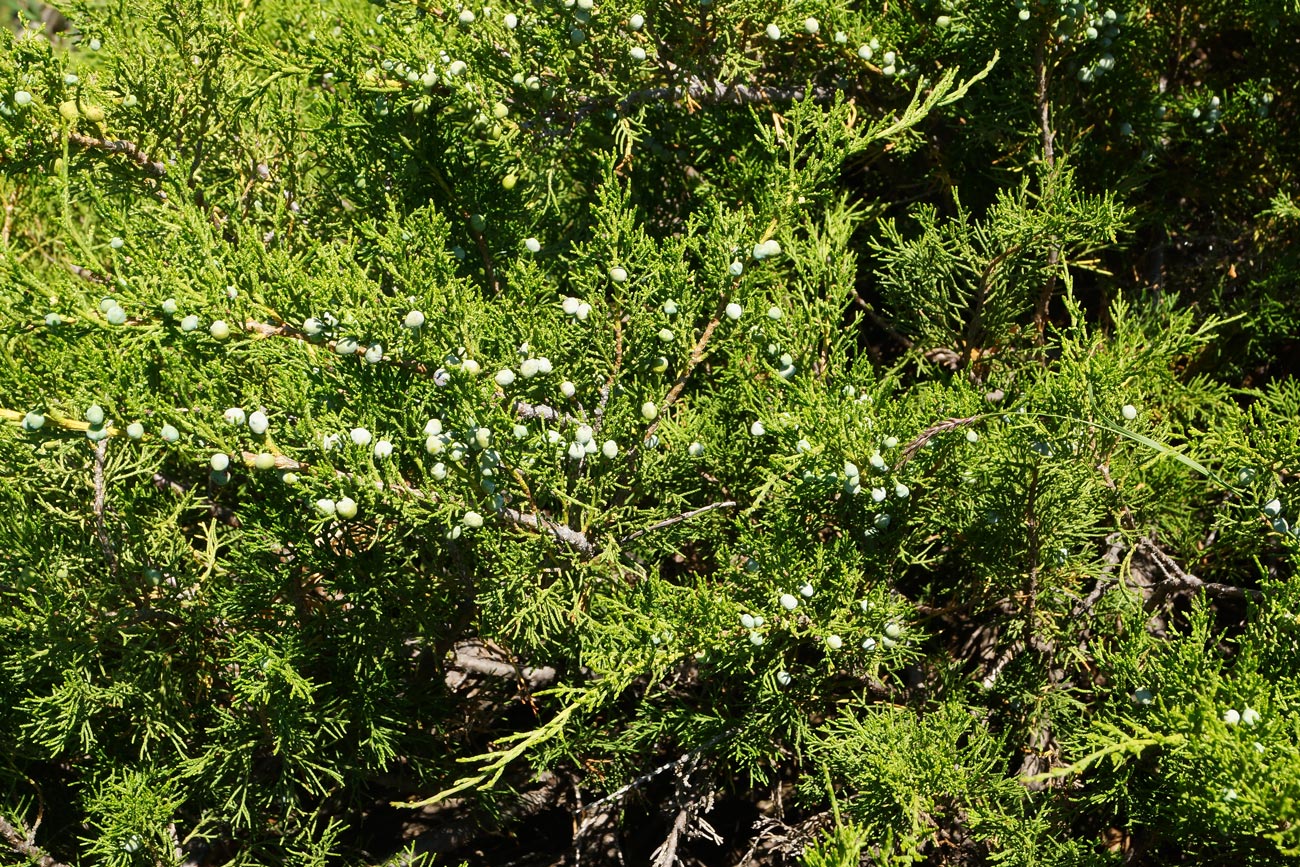 Image of Juniperus sabina specimen.