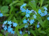 Myosotis sylvatica. Соцветия. Московская обл., Раменский р-н, пос. Ильинский, на дачном участке. 28.05.2017.