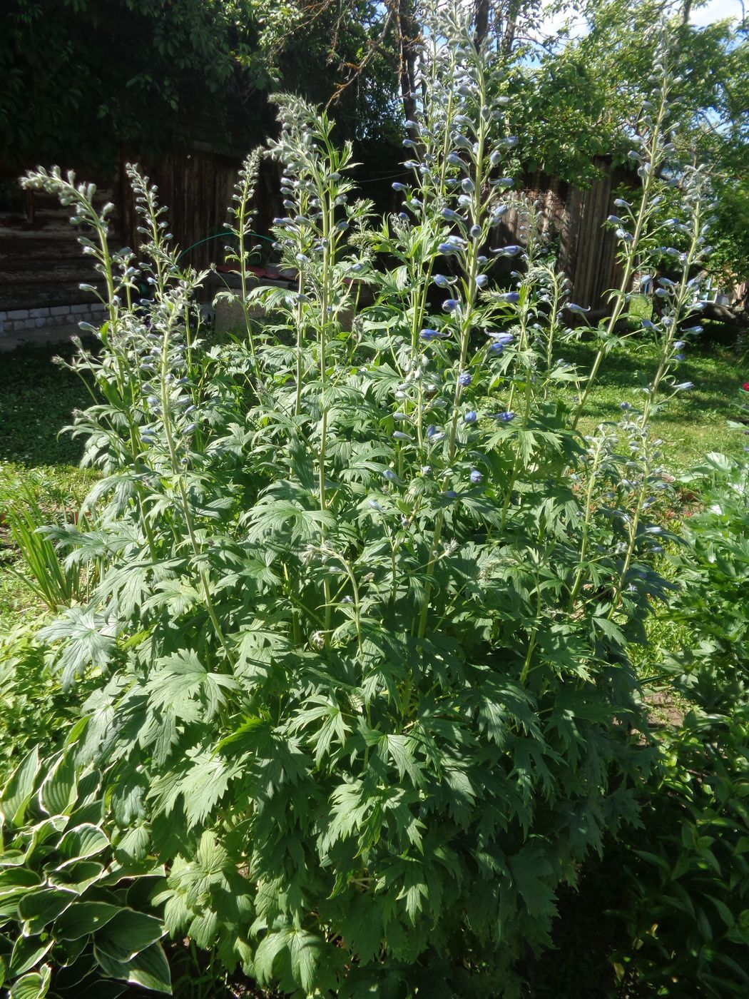 Изображение особи Delphinium &times; phoeniceum.