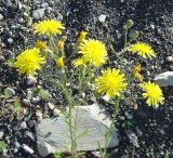 Crepis tectorum