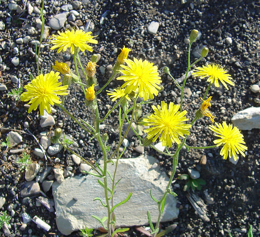 Изображение особи Crepis tectorum.