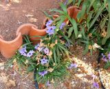 Ruellia simplex