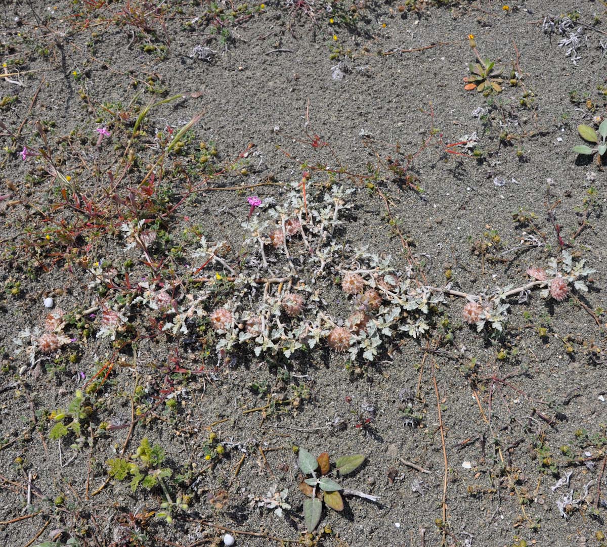 Image of Neurada procumbens specimen.