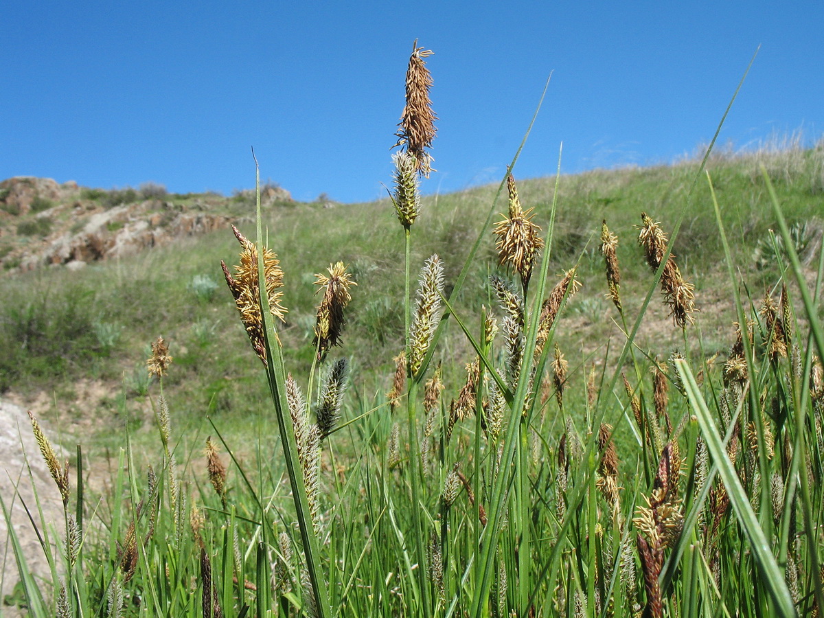 Image of Carex melanostachya specimen.