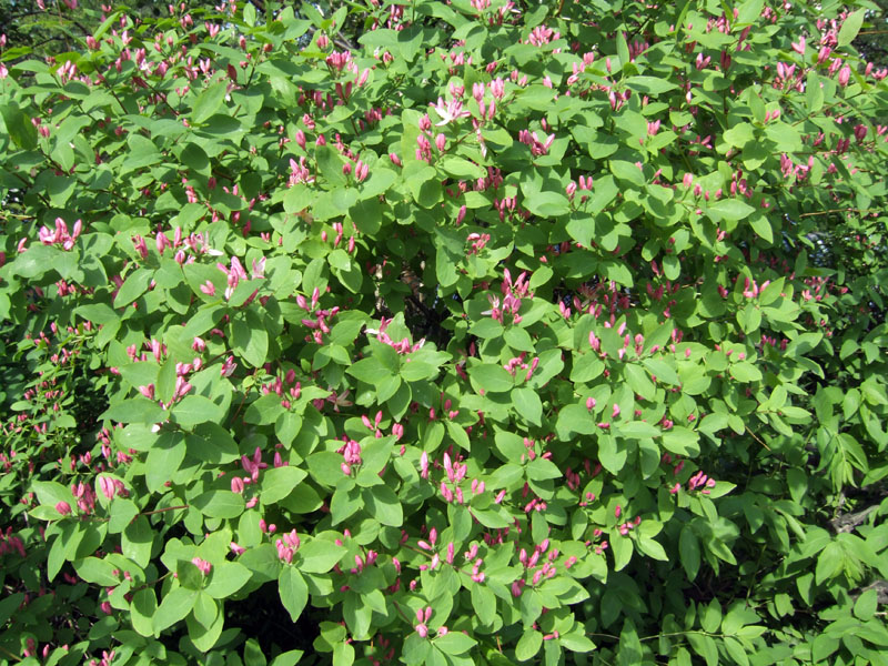 Изображение особи Lonicera tatarica.