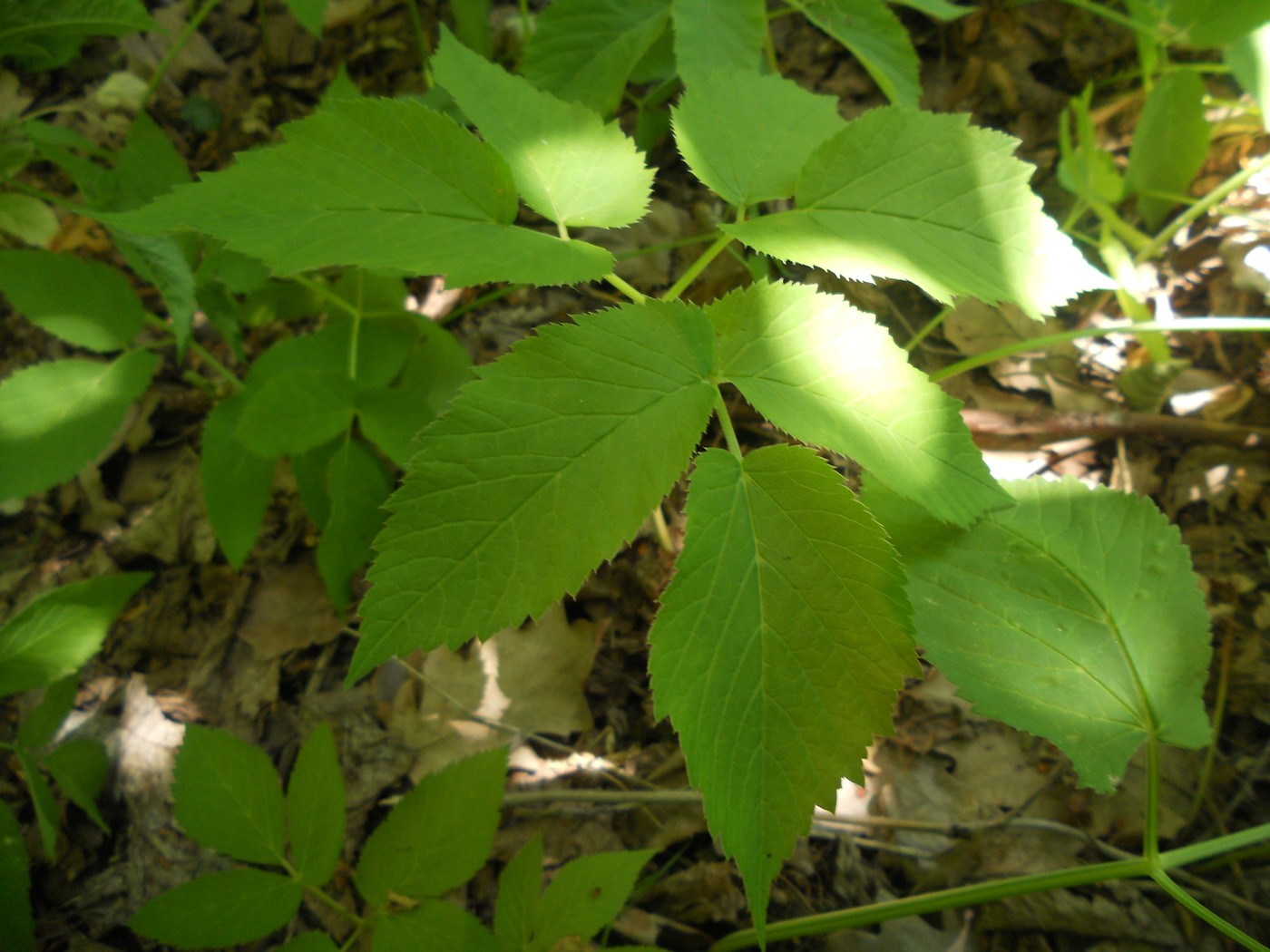 Image of Aegopodium podagraria specimen.