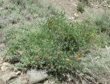 Colutea orientalis