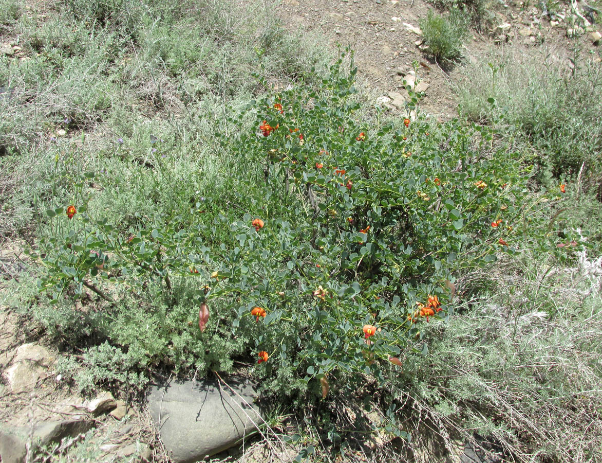 Image of Colutea orientalis specimen.