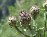 Centaurea ossethica