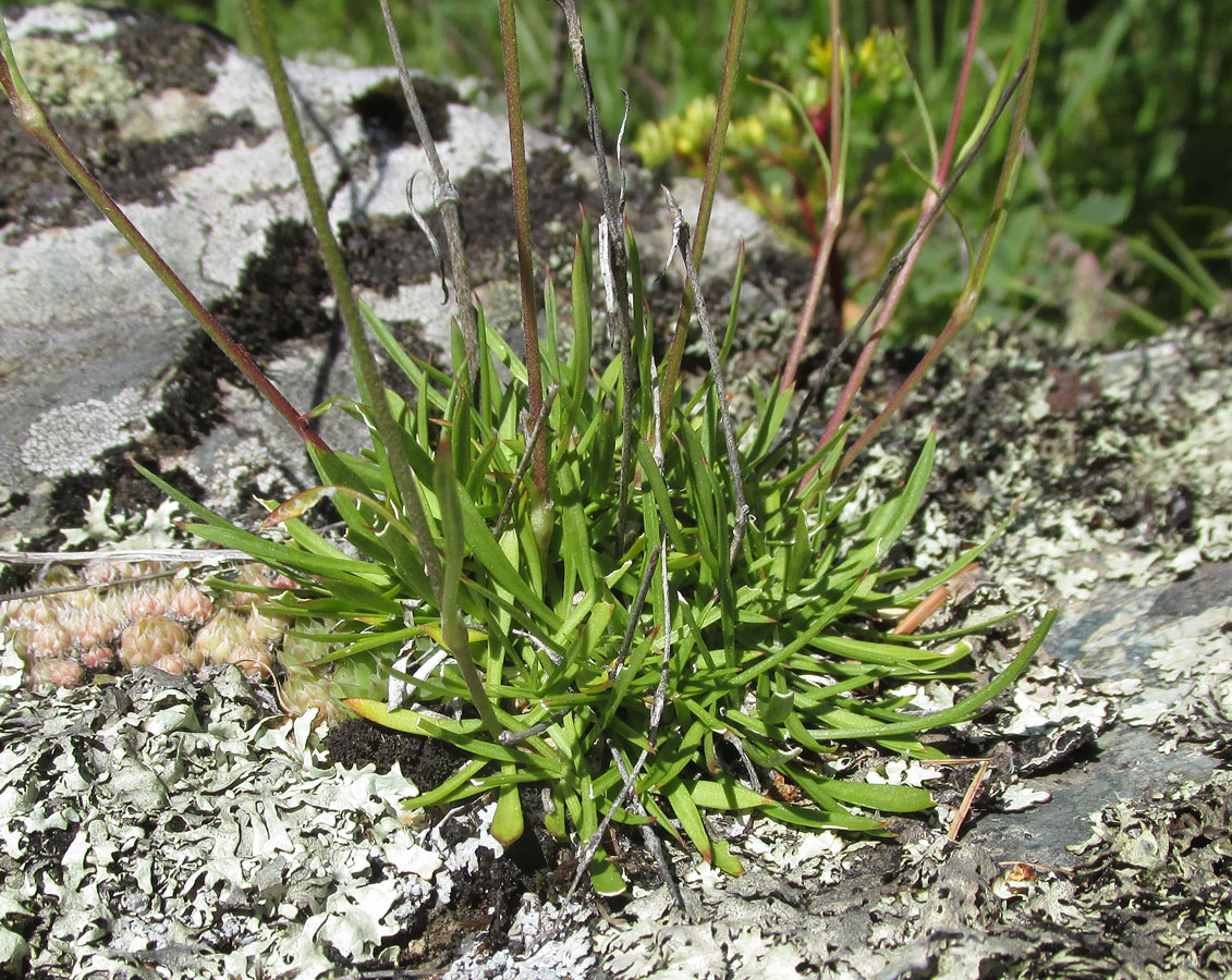 Изображение особи Silene turgida.
