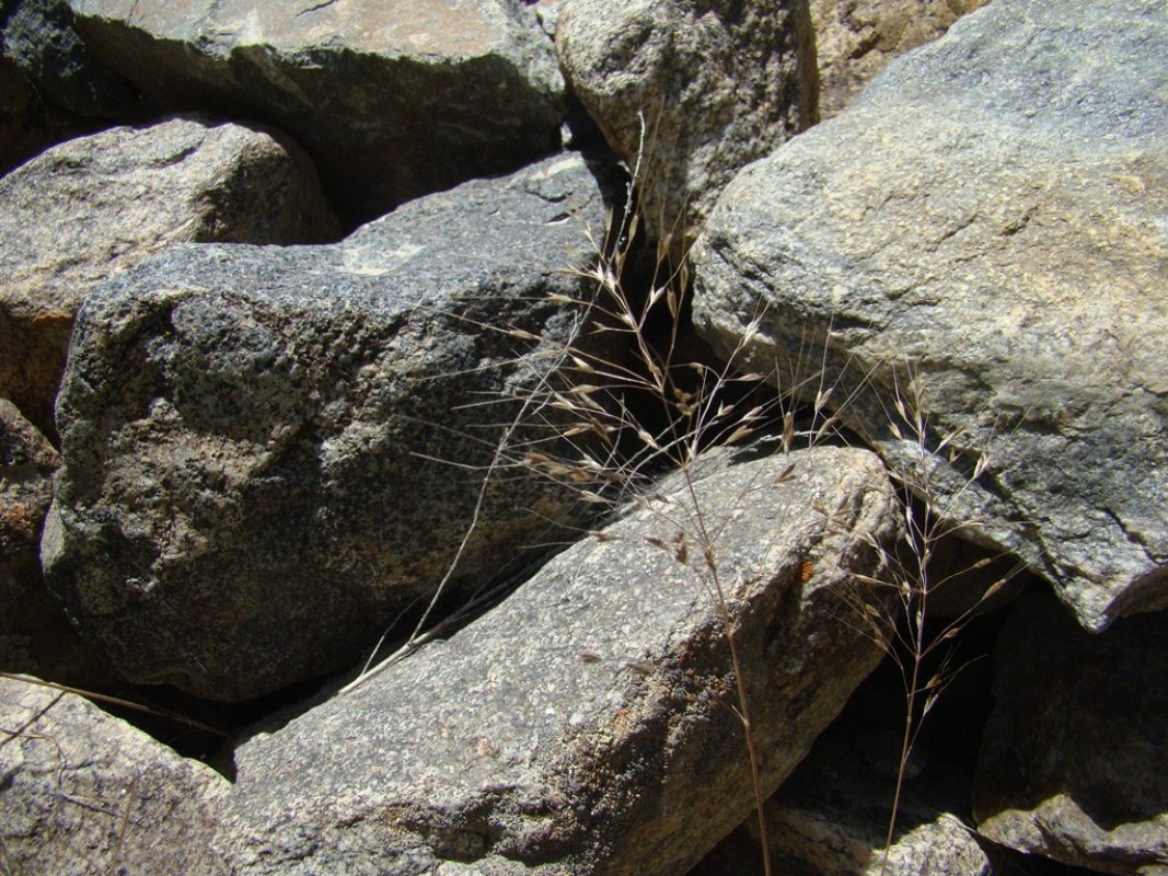 Image of Nevskiella gracillima specimen.