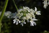 Heracleum sosnowskyi