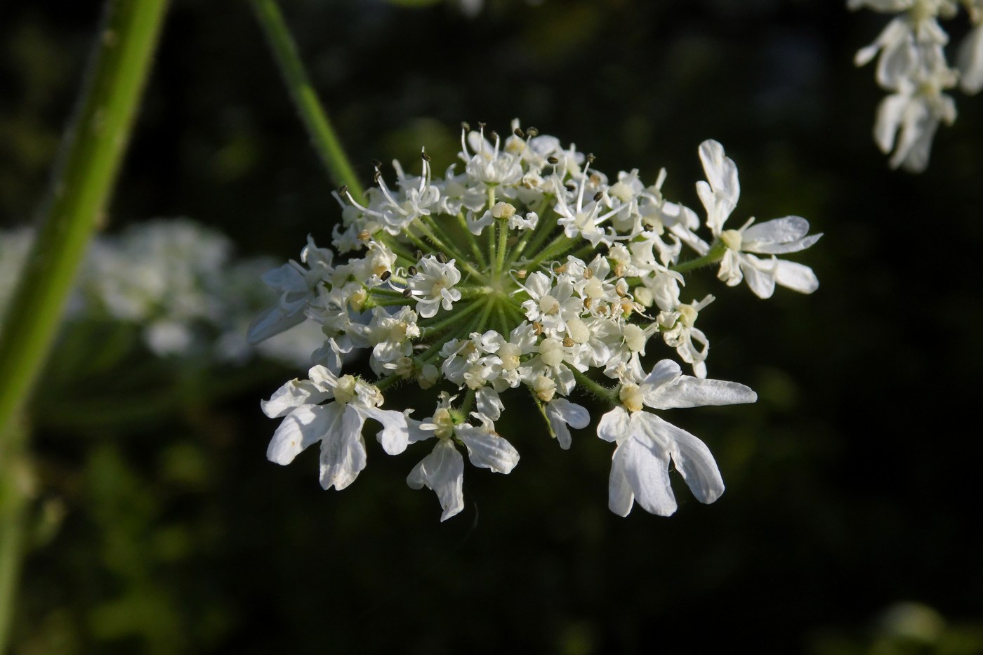 Изображение особи Heracleum sosnowskyi.