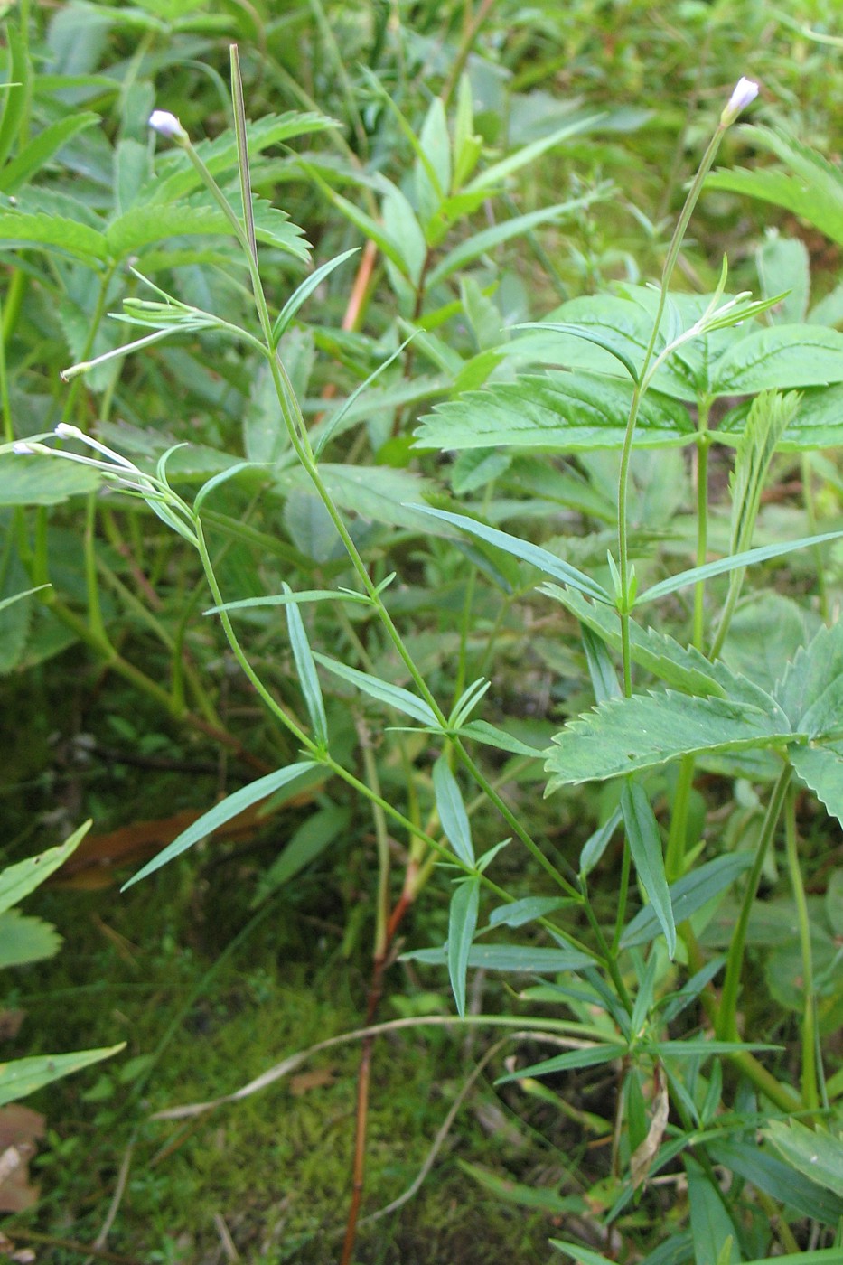 Image of Epilobium palustre specimen.