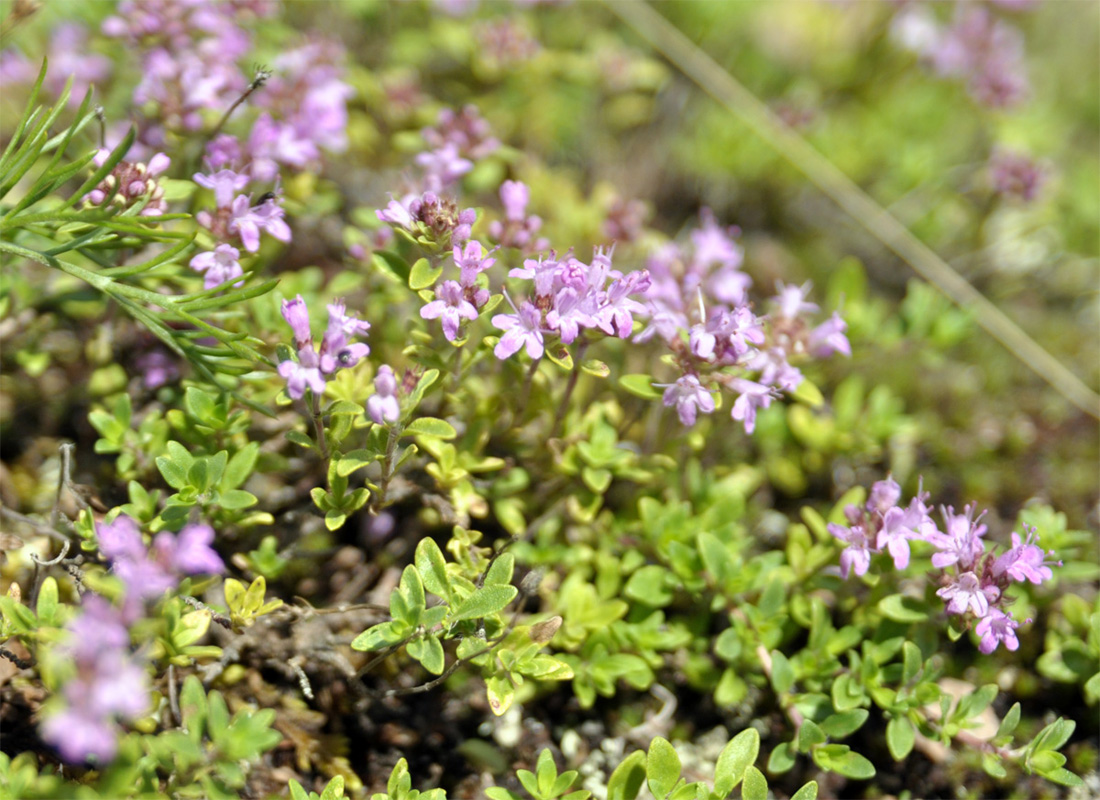 Изображение особи род Thymus.