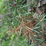 Juniperus oblonga. Часть ветви с поражёнными микромицетами хвоинками. Дагестан, Левашинский р-н, окр. с. Цудахар, ок. 1200 м н.у.м., редколесье. 11.06.2019.