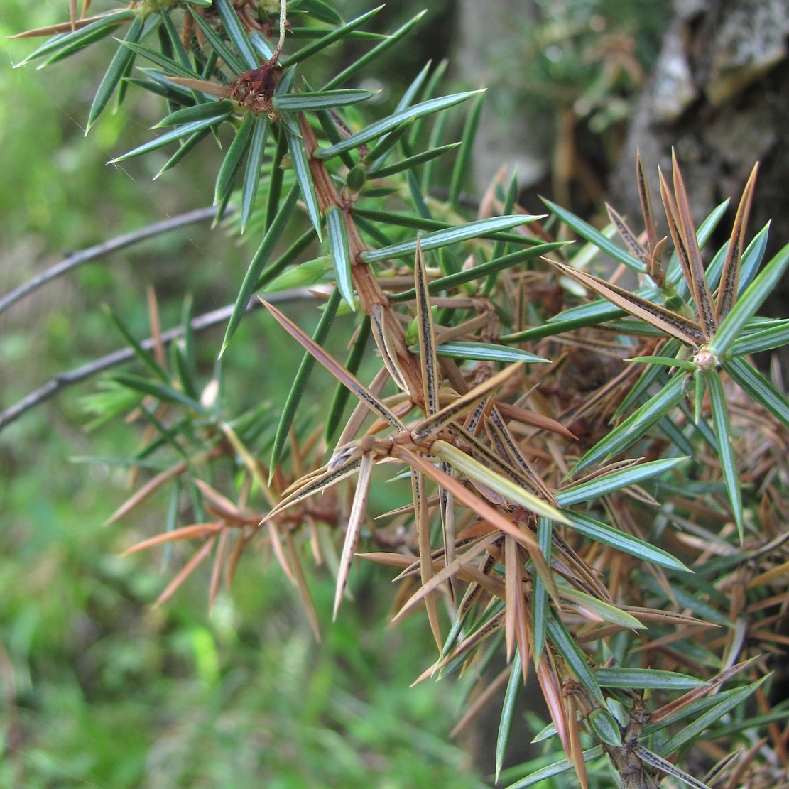 Image of Juniperus oblonga specimen.