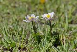 Trollius komarovii. Цветущее растение. Кыргызстан, Чуйская обл., Панфиловский р-н, вост. часть Таласского Алатау, пер. Алабель, ≈ 3200 м н.у.м., альпийский луг, у ручья. 15.07.2019.