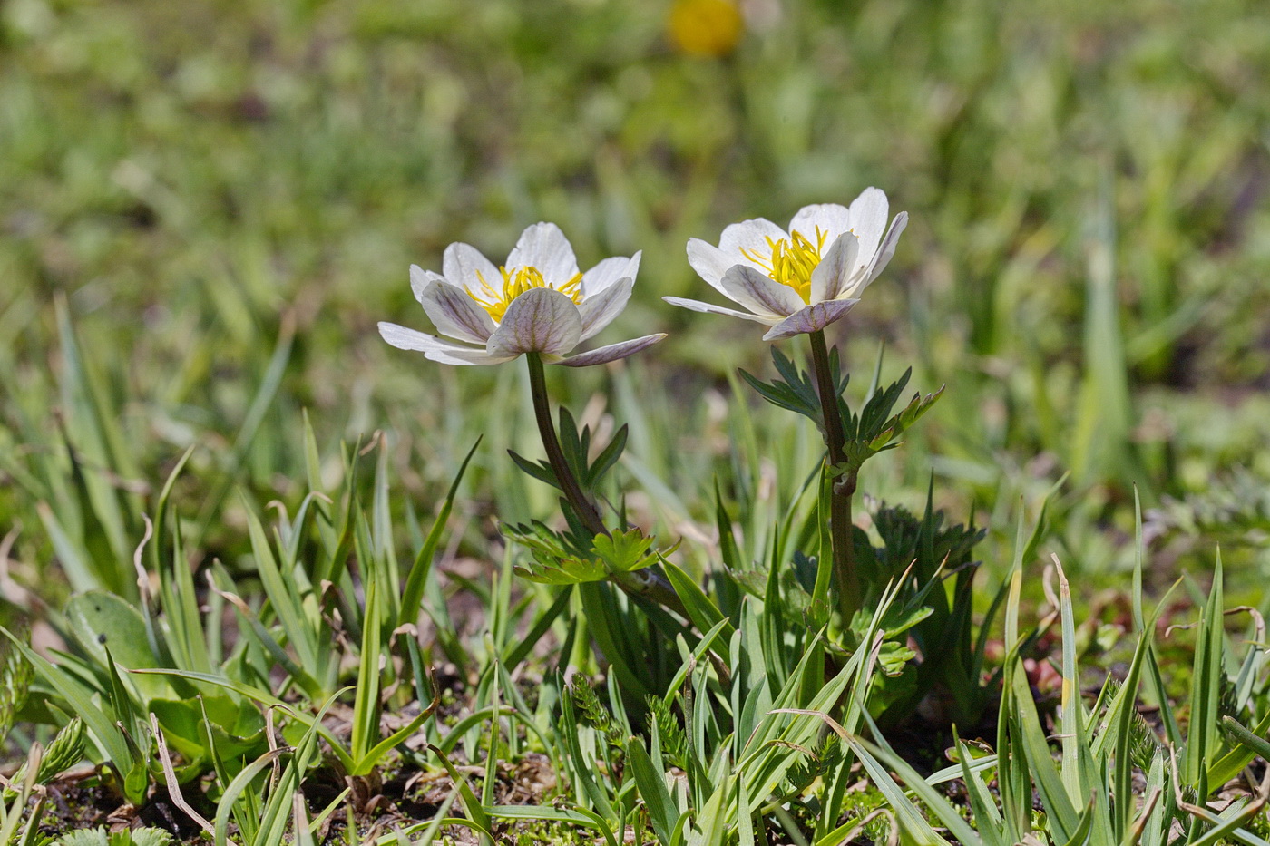 Изображение особи Trollius komarovii.